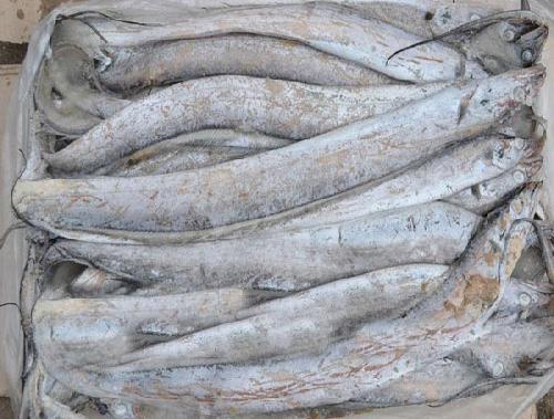 洛陽海鮮批發-批發帶魚